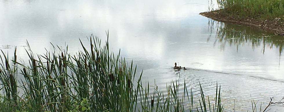 CBM Wetland Aberfoyle